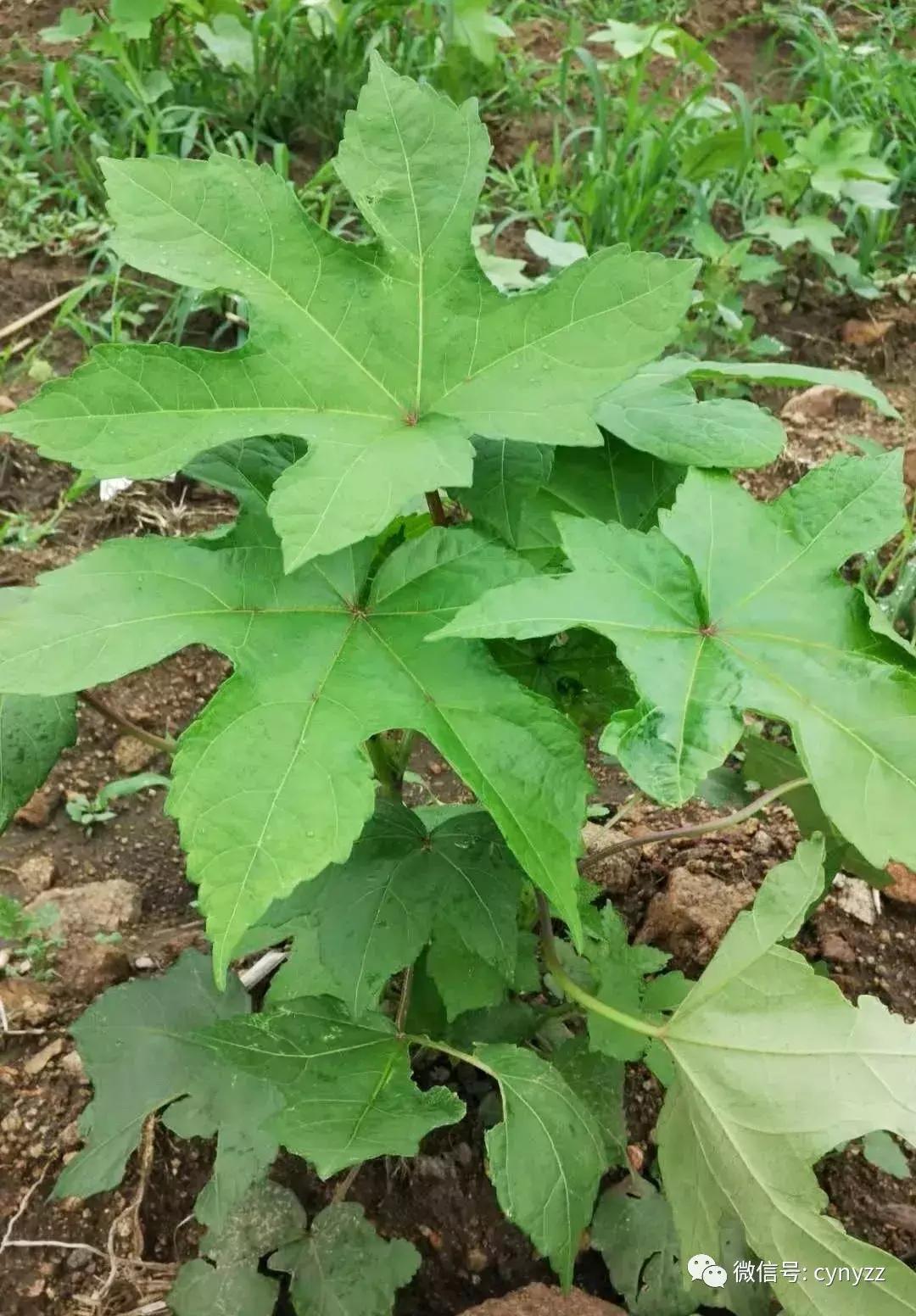 药食同源金花葵,金花葵是药食同源食品吗