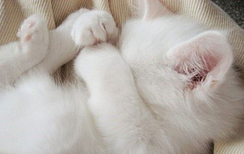 猫的姿态美,猫的姿态怎么描写