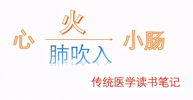 小肠生理特性中医,人体小肠是什么