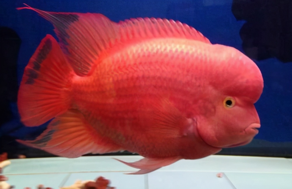鹦鹉鱼最佳观赏鱼,观赏鱼鹦鹉鱼如何饲养教程