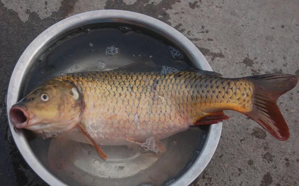 诸葛烤鱼的秘制鲜香膏做法,诸葛烤鱼融合家常菜