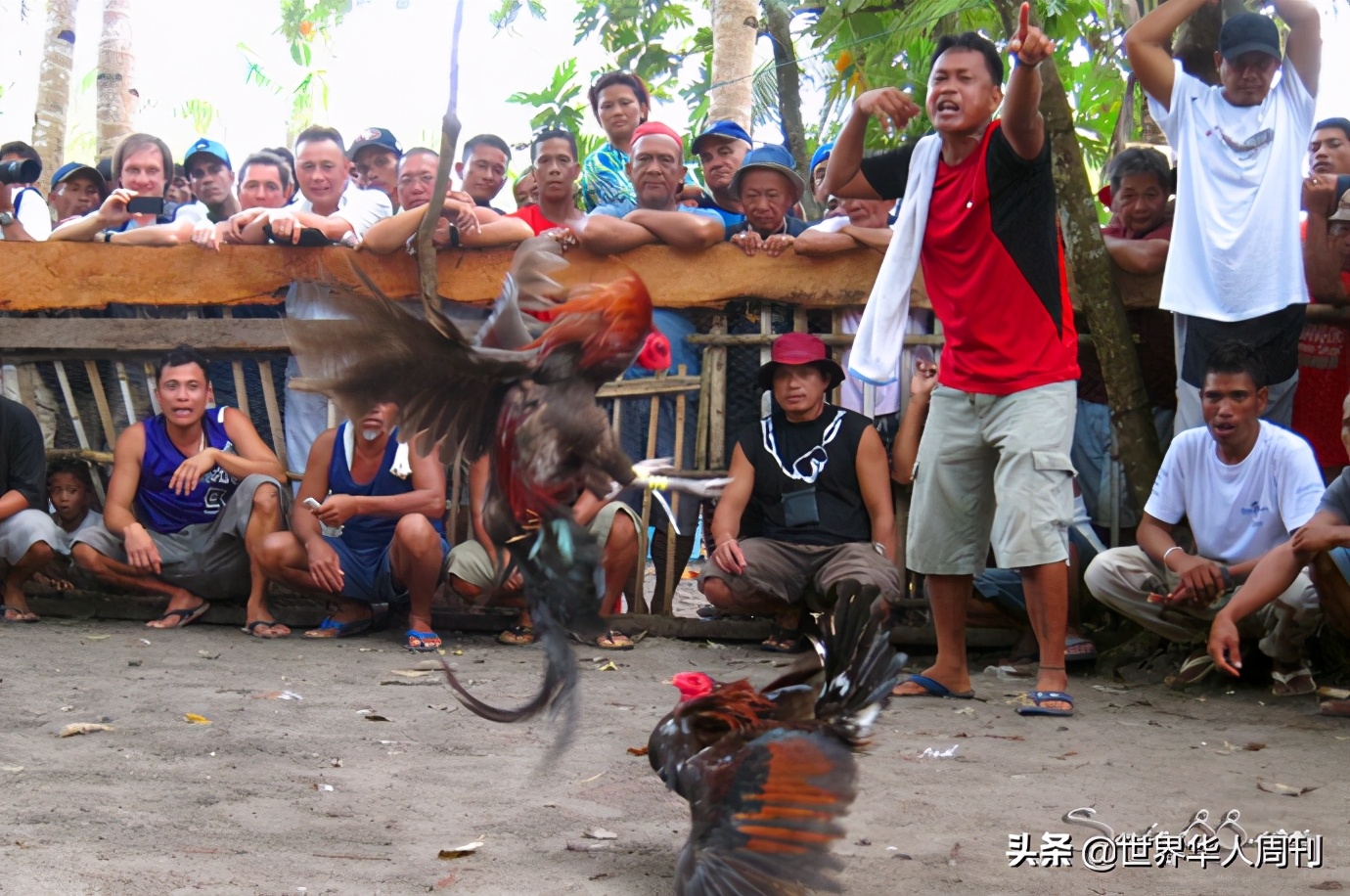菲律宾一警察被一只公鸡杀死,斗鸡与菲律宾斗鸡打架