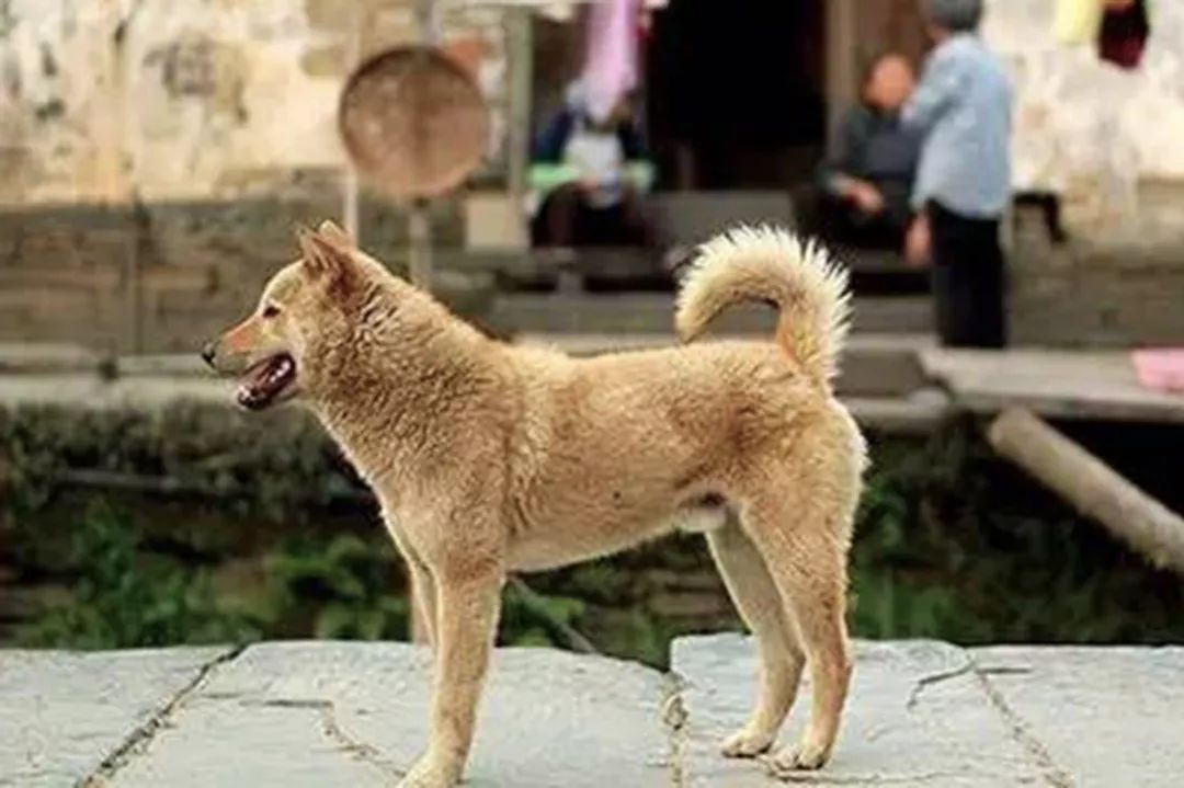 狗贩子收老狗怎么处理,九年高龄的老狗会被狗贩子卖到哪