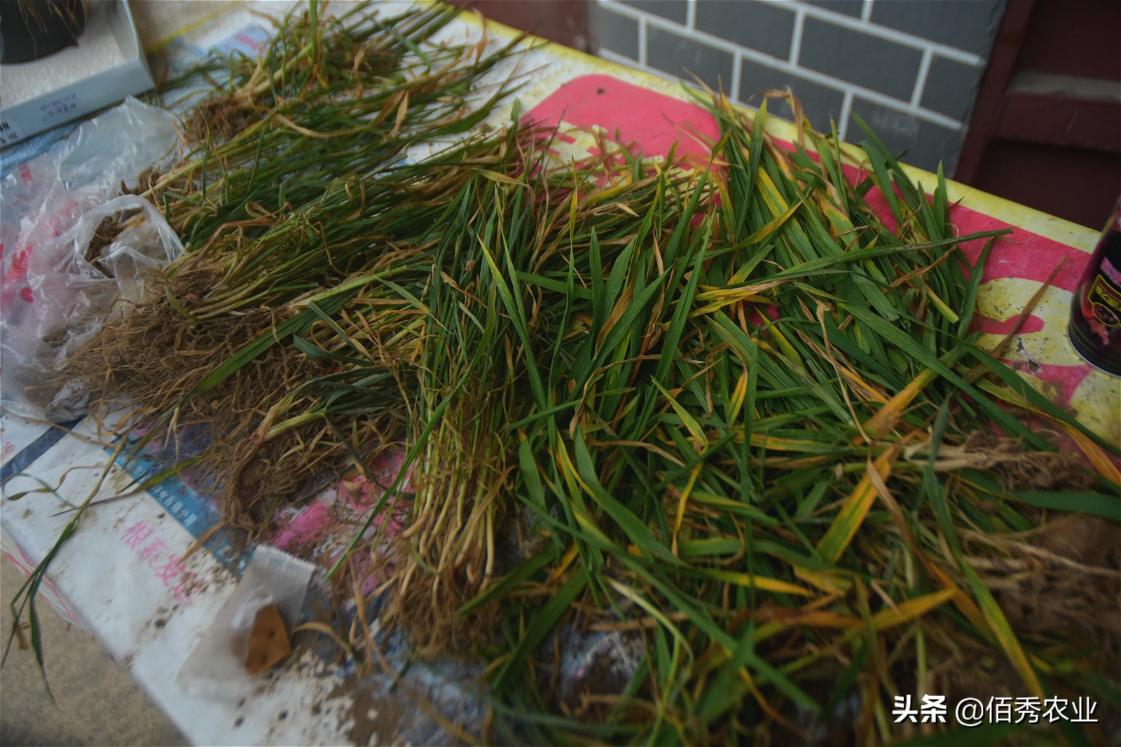 农民打工返乡，田间小麦发黄，怀疑肥料有问题，农技专家来帮忙