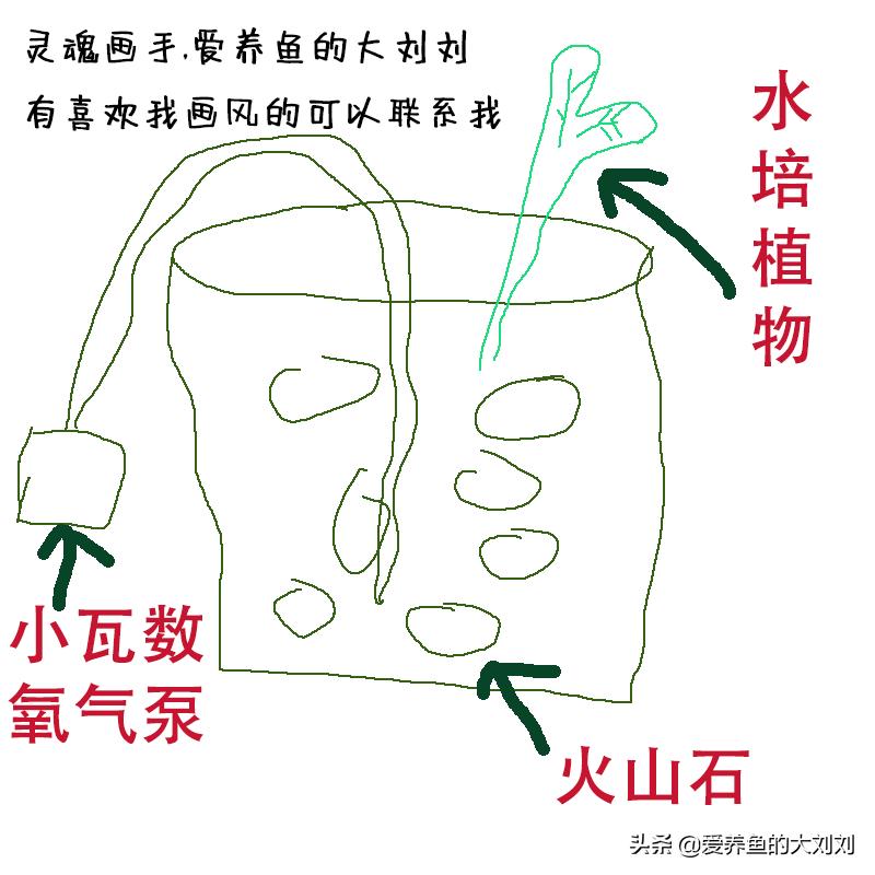 金鱼卵的孵化水温度多少度最佳,金鱼卵孵化出小金鱼咋养