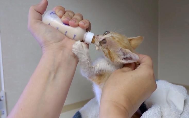 猫咪眼睛受伤严重可以自愈么,猫咪眼睛红肿泪痕严重