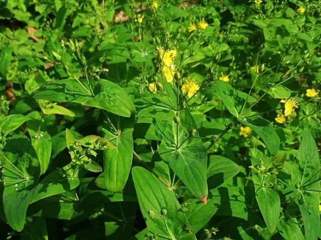 那些常见却叫不上名字的野花野草,常见的野花野草却是农家之宝