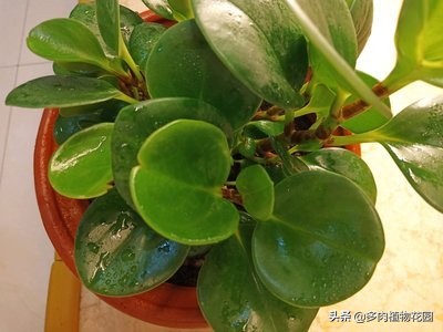 碧玉兰的叶子怎么养,碧玉为什么叫电脑宝贝