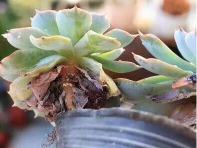 多肉长小黑飞介壳虫用什么药最好,多肉长蚧壳虫应该怎么处理