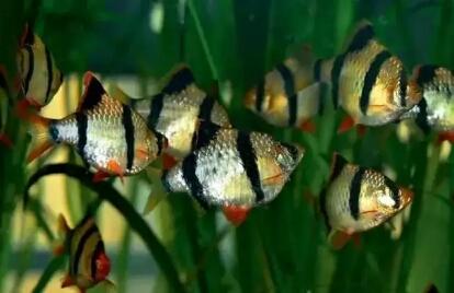 怎样才能买到好点的锦鲤鱼苗,如何才能买到好的锦鲤鱼