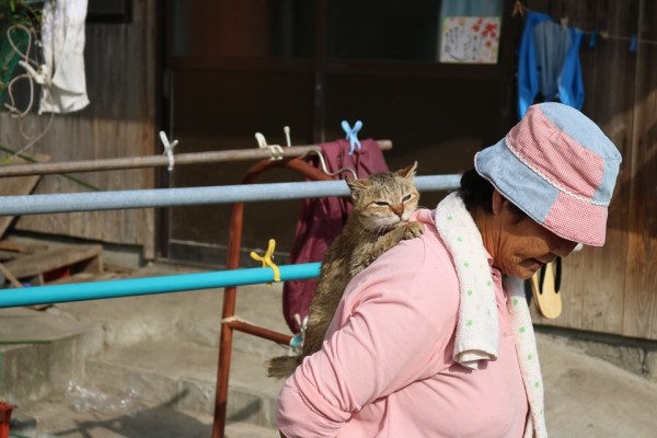 日本猫岛居民帮浪猫准备「御寒小屋」网：超暖心