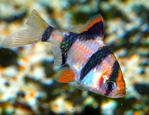 热带鱼虎皮鱼吃什么长得快,虎皮鱼怎么喂食最合理