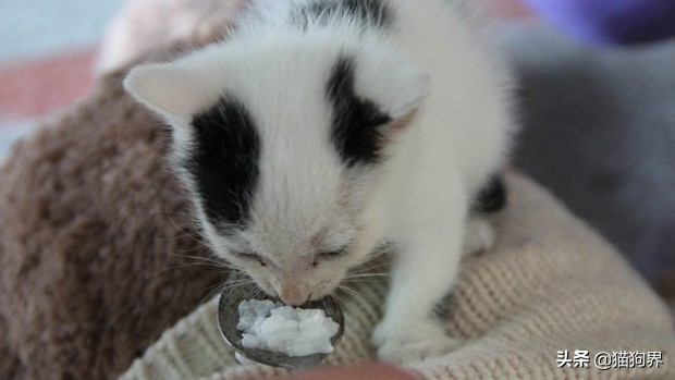 养猫咪新手入门必知猫的敏感点,新手养猫各阶段猫咪该如何喂养