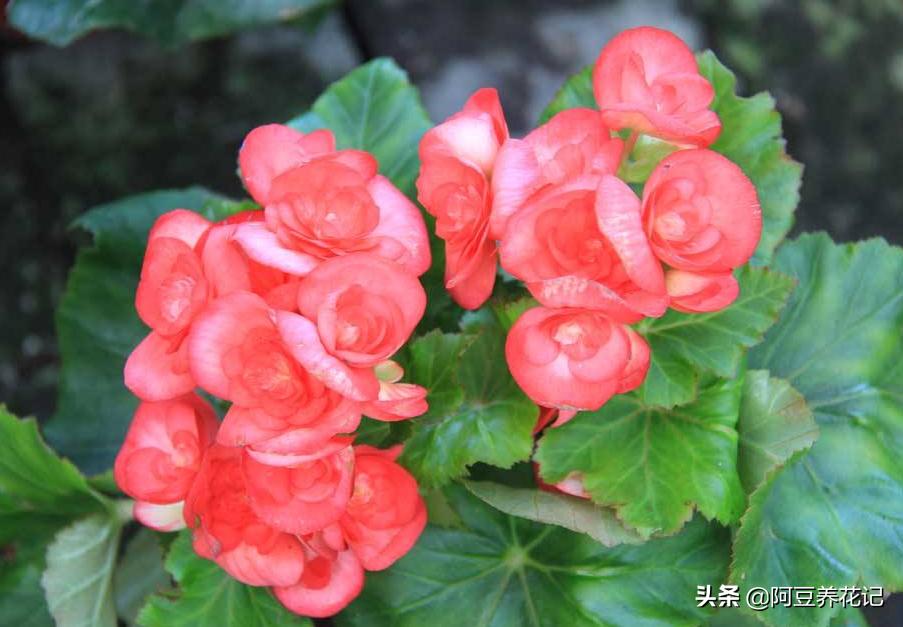 多色海棠夏季怎么护理,玻璃海棠怎么度夏