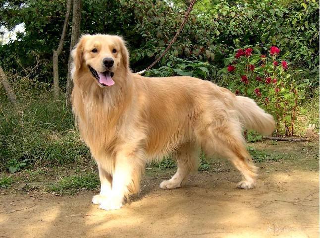 狗狗体型不同，喂养方面大有差异，狗粮选择有讲究