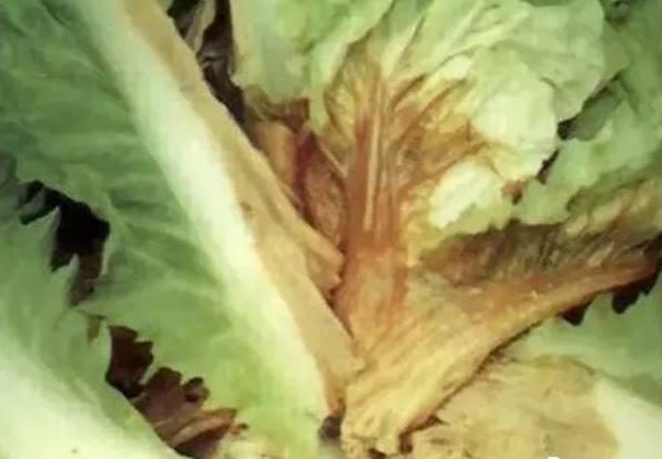 植物细菌病分类,植物细菌病害的识别依据