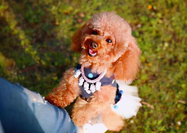 泰迪犬“生理期”怎么照顾?