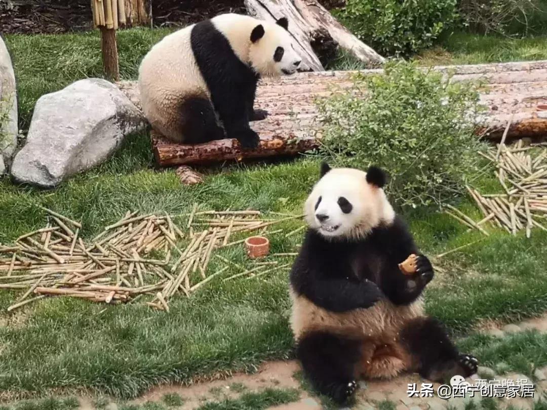 西宁熊猫馆门票可以多次进入吗,西宁熊猫馆门票多少钱