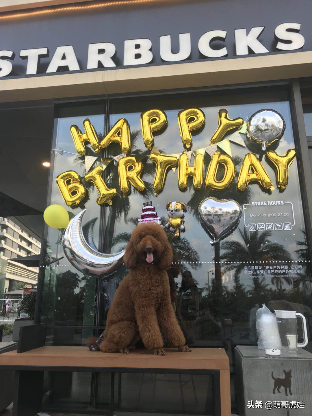 全城寻找巨型贵宾犬,刚抱回家的巨型贵宾犬