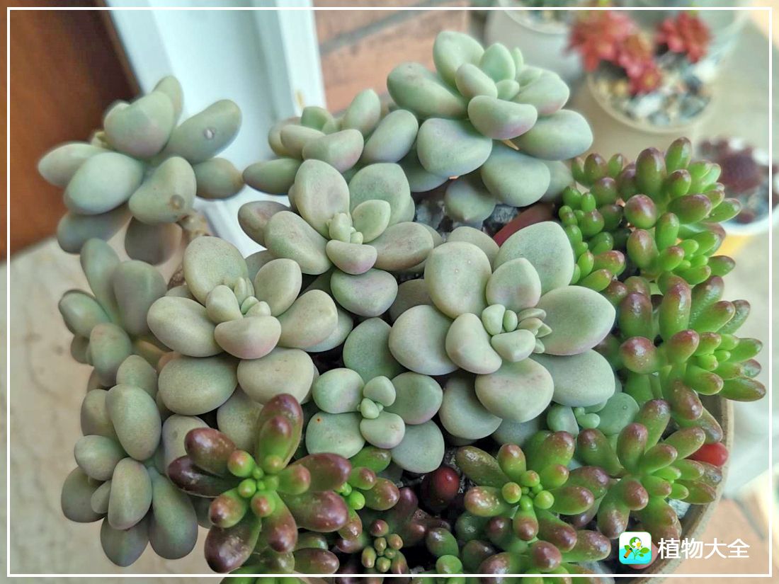 多肉植物艾伦视频,多肉植物艾伦价位
