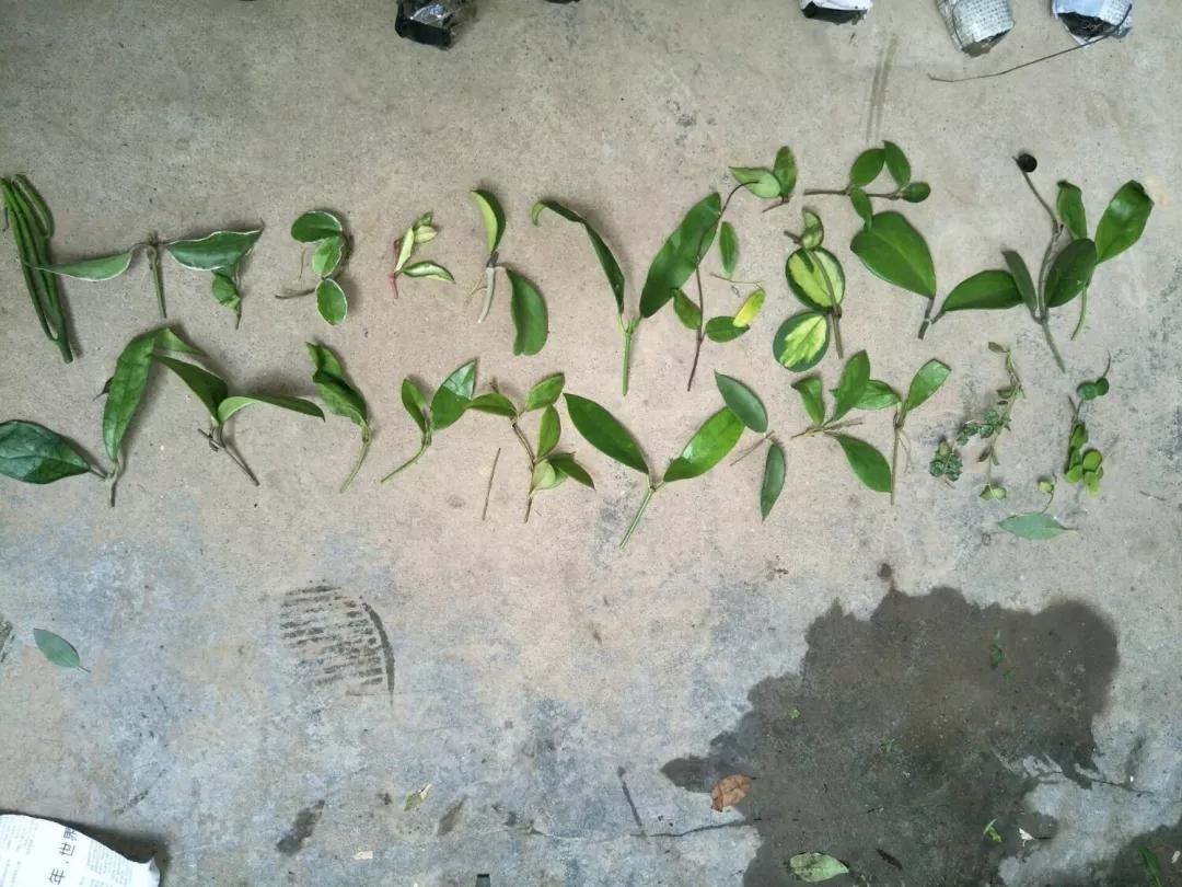 什么花最好养最耐阴,什么花最好种又耐阴