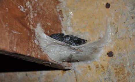 燕窝真假用什么方法鉴别,燕窝真假鉴别方法