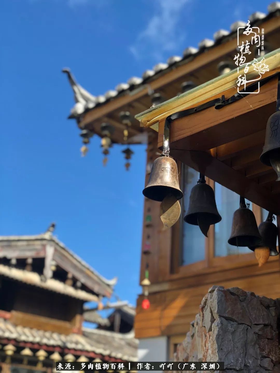 涓冨僵浜戝崡澶氳倝,浜戝崡澶氳倝涔嬫梾