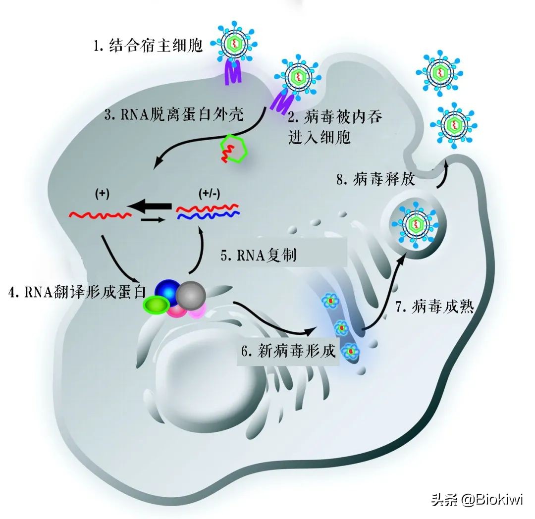 丙肝没病毒了还需要治疗吗,没有病毒的丙肝能传染吗