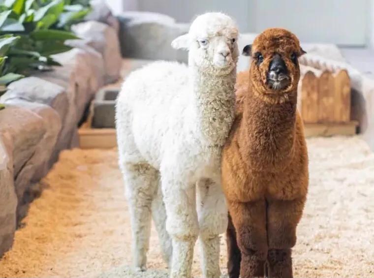 深圳暑假值得带孩子旅游的地方,深圳十大暑假室内必去景点