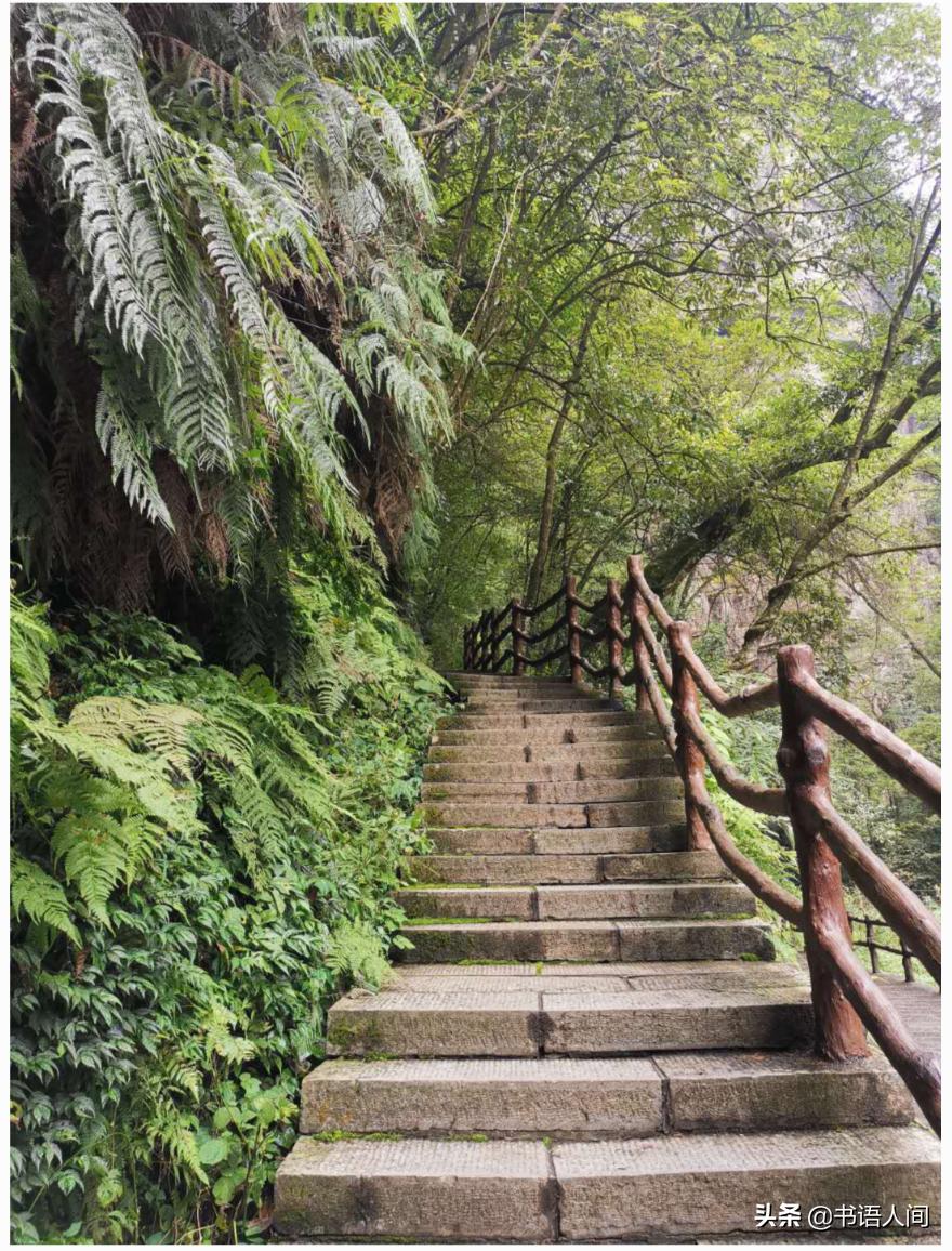 在山上被猴子追,张家界黄石寨的猴子抢东西视频