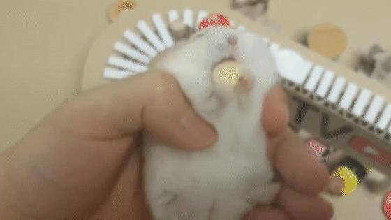 超可爱动物吃播治愈70万人，仓鼠、小熊猫、鹦鹉萌翻全网