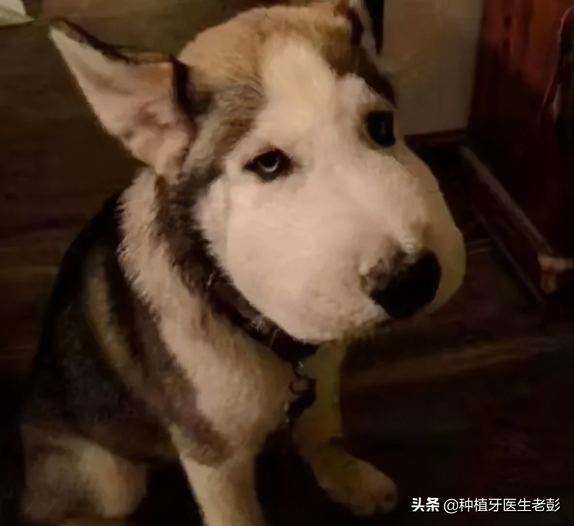 智齿发炎真是疼啊,为什么智齿发炎了会反反复复