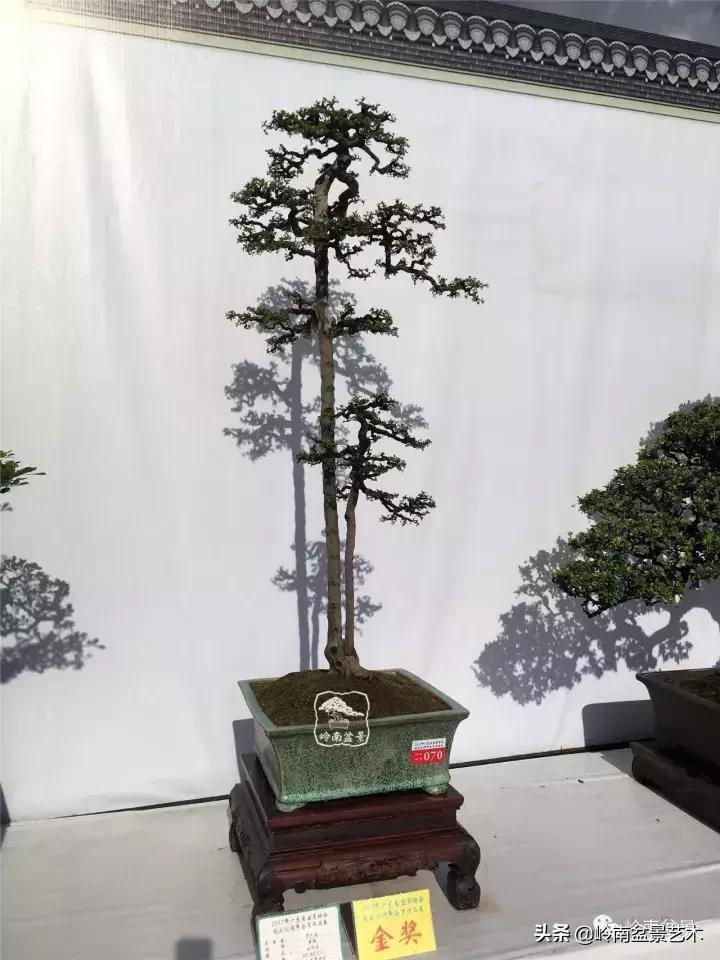 最美的100盆雀梅盆景,雀梅盆景第一年修剪视频