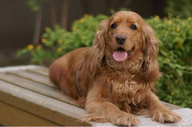 身上很臭的狗叫什么,狗狗身上异味重是怎么回事