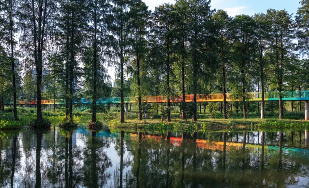 武汉华侨城湿地公园绿化,华侨城生态湿地公园武汉什么区