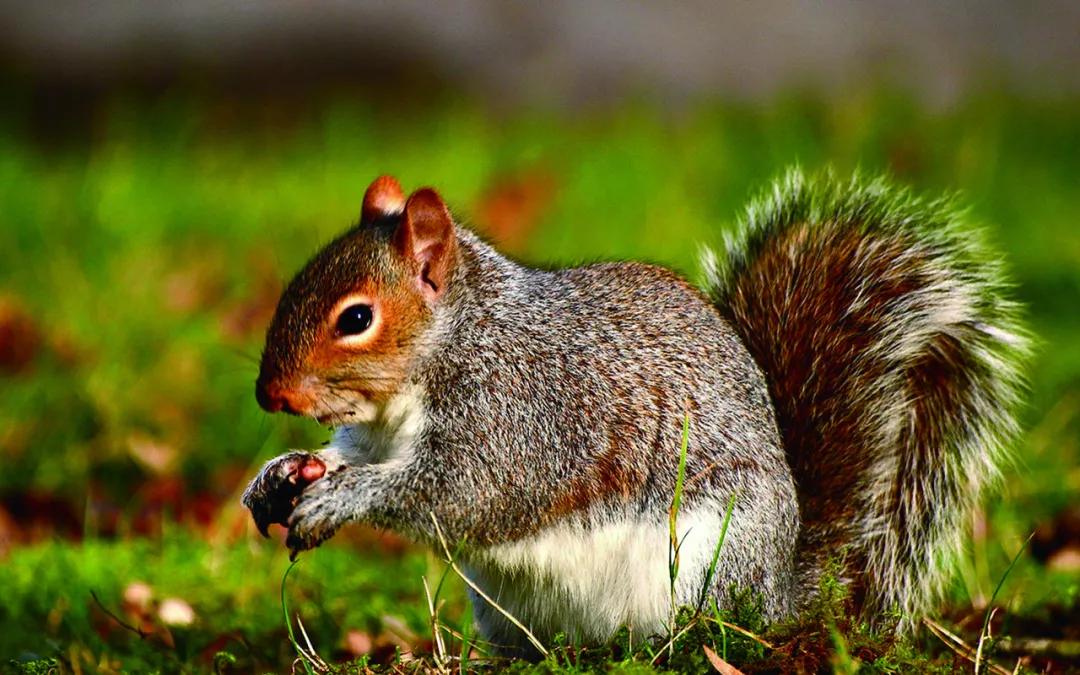 大尾巴鼠与松鼠的区别,大尾巴松鼠和小尾巴兔