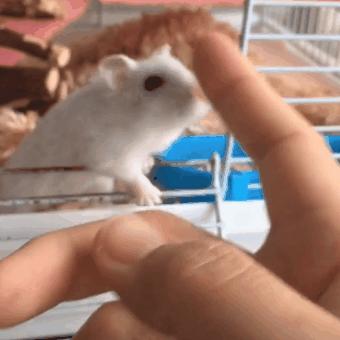 仓鼠迅速变胖,仓鼠各种反应看完懵呆了