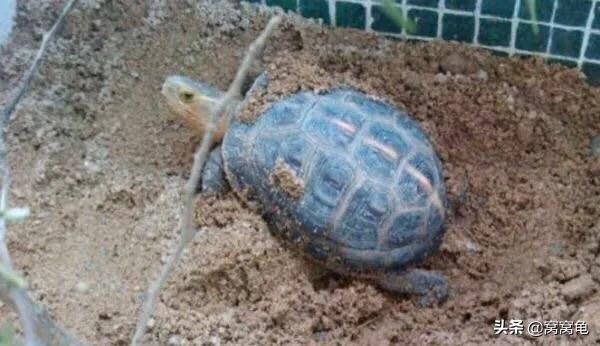 养龟容器怎么消毒最有效,田园土养龟怎么除虫杀菌