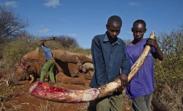 象牙进化历史,象牙是如何进化的