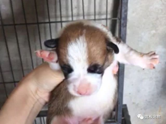 柯基挑选还是要注意细节。免得变成了隔壁阿黄或者是长腿欧巴