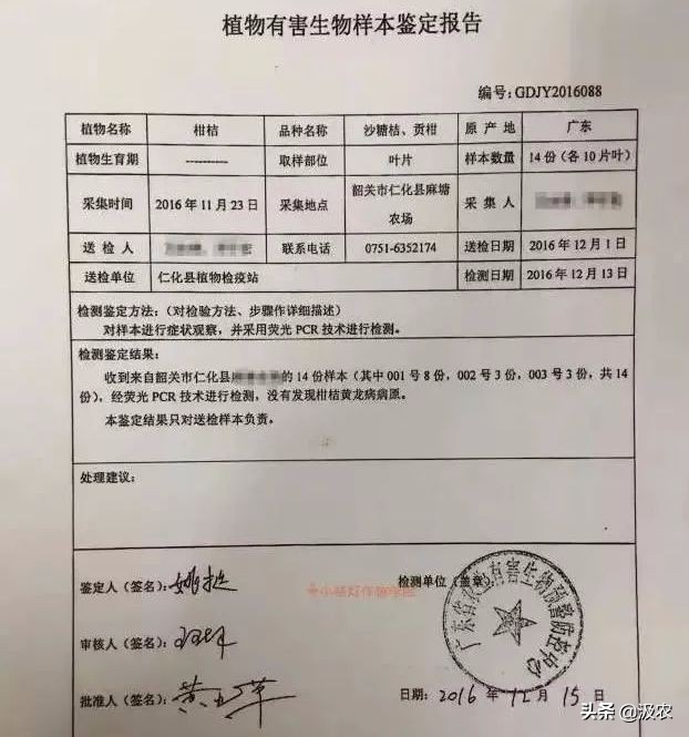 黄龙病对柑橘果园的危害,柑橘黄龙病根治方法