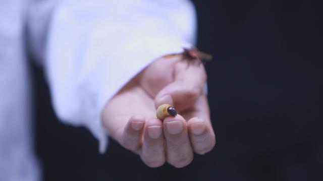 海南椰子的种植方法,椰子怎么种出椰宝