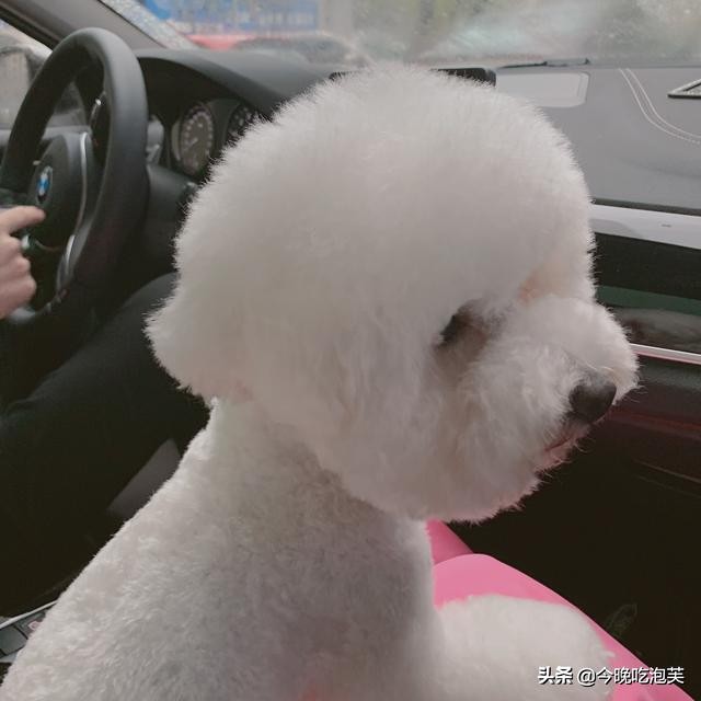 狗狗湿疹怎么预防,狗狗湿疹的最佳治疗方法