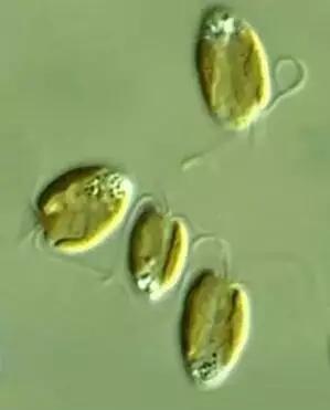 鱼类水产养殖需要哪些藻类,水产养殖显微镜下各种藻类