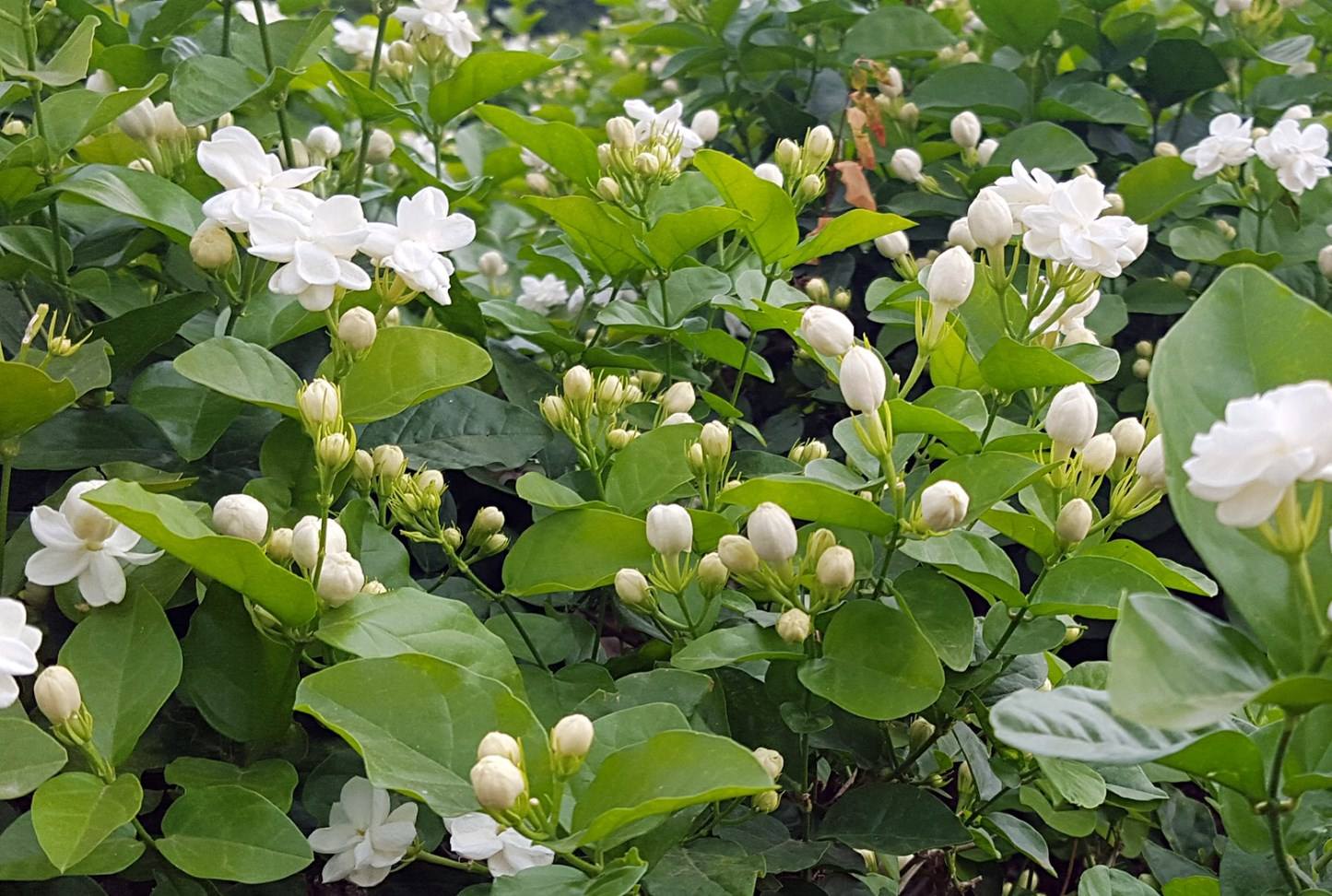 6月养茉莉花，十天浇一次“臭水”，花苞满枝，花香浓郁飘满屋