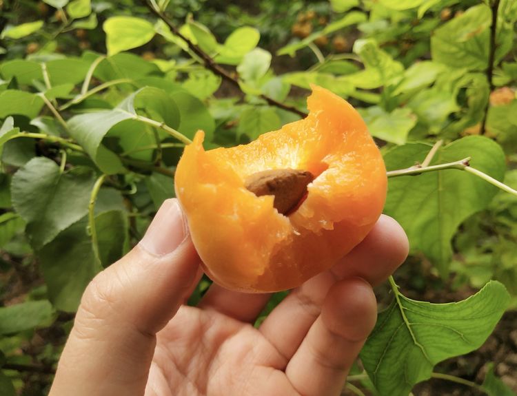 大荔冯村镇金太阳杏,陕西大荔丰园红杏价格