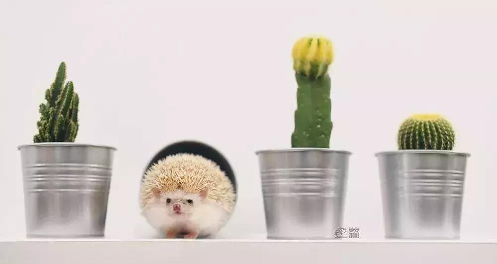 宠物经济背后的真实故事,宠物经济现状大爆发