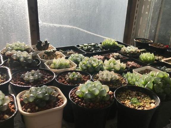 多肉玉露烂根怎么办,多肉玉露的处理方法