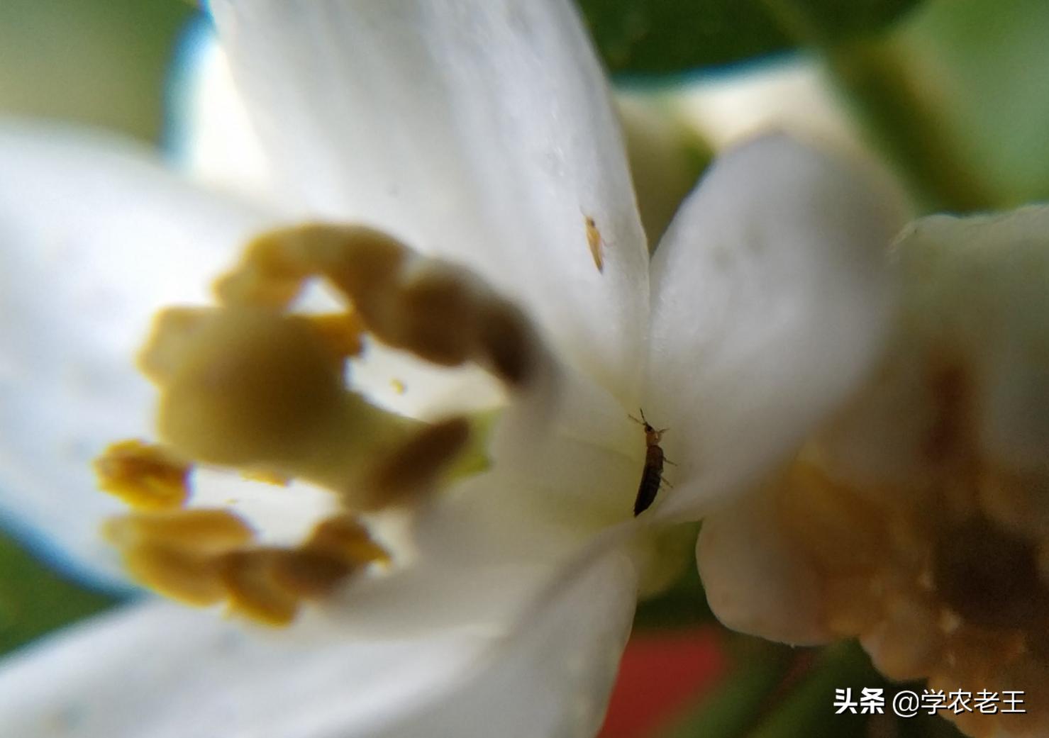 蓟马咬了用什么药效果最好,蓟马咬过的花怎么救