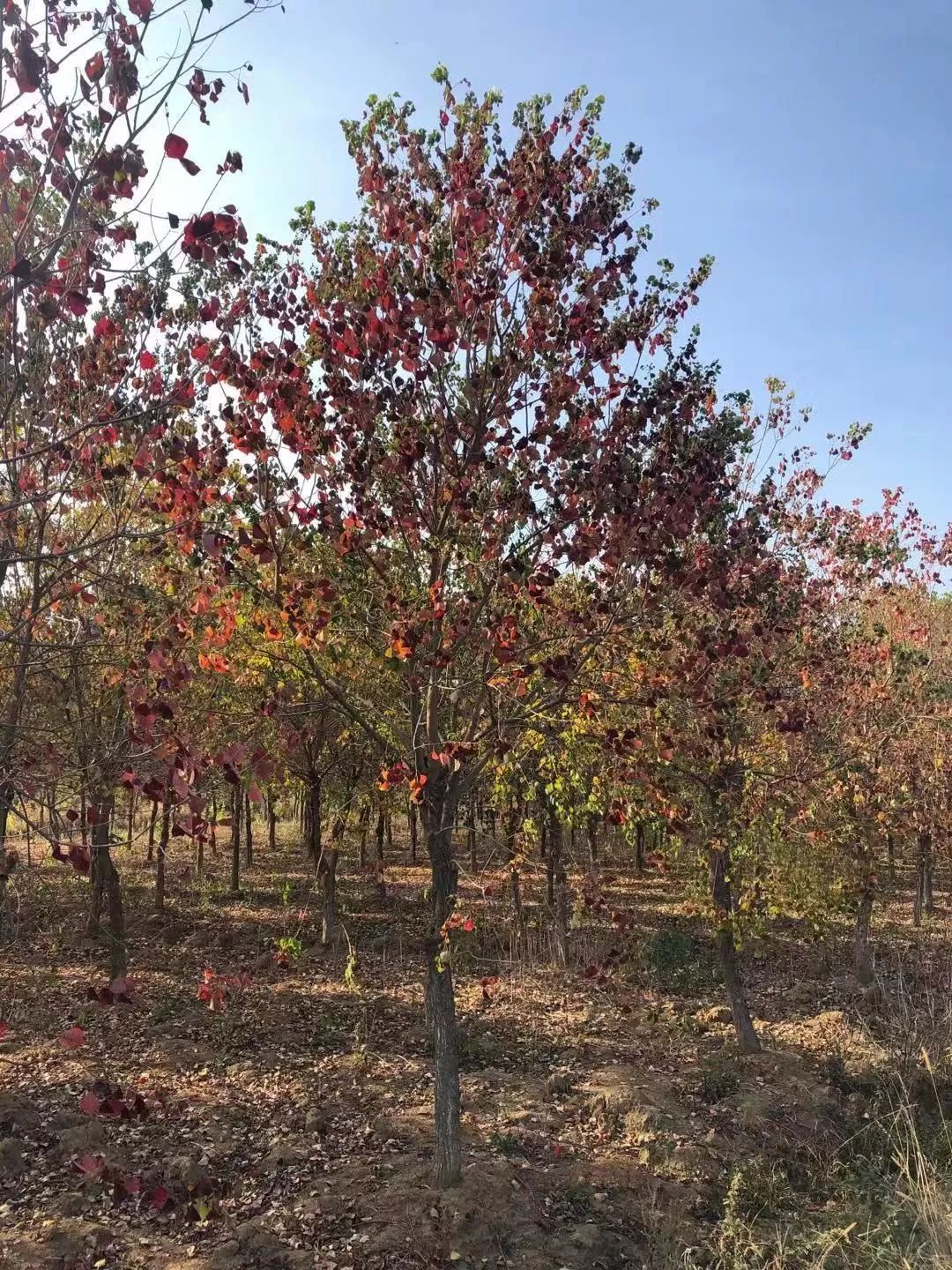 郑显华:显豁知幽抱,华顶望山高